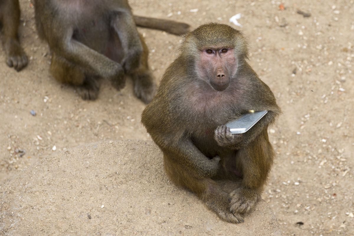 Małpa z telefonem. Zdjęcie poglądowe 