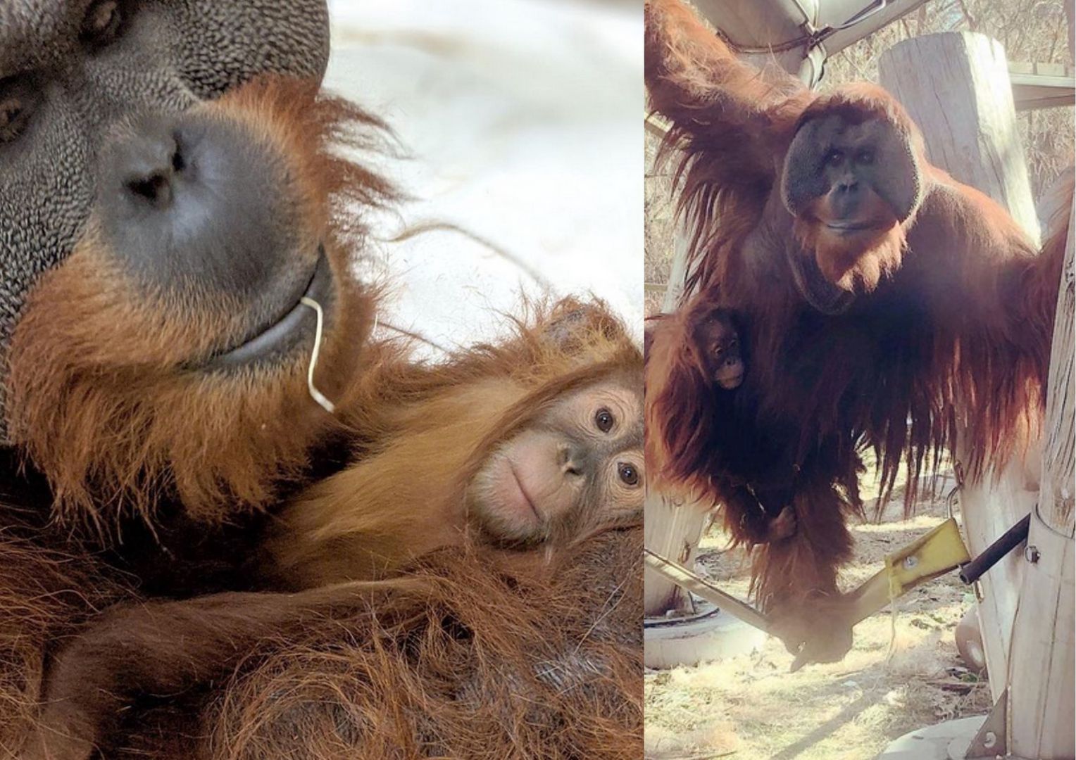 Samiec orangutana zaopiekował się córką po śmierci matki