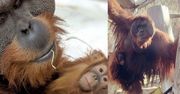Samiec orangutana zaopiekował się córką po śmierci matki