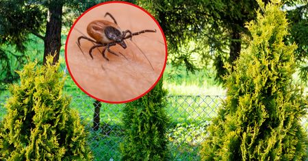 Zasadź w ogrodzie i zapomnij o kleszczach. Nie cierpią ich zapachu