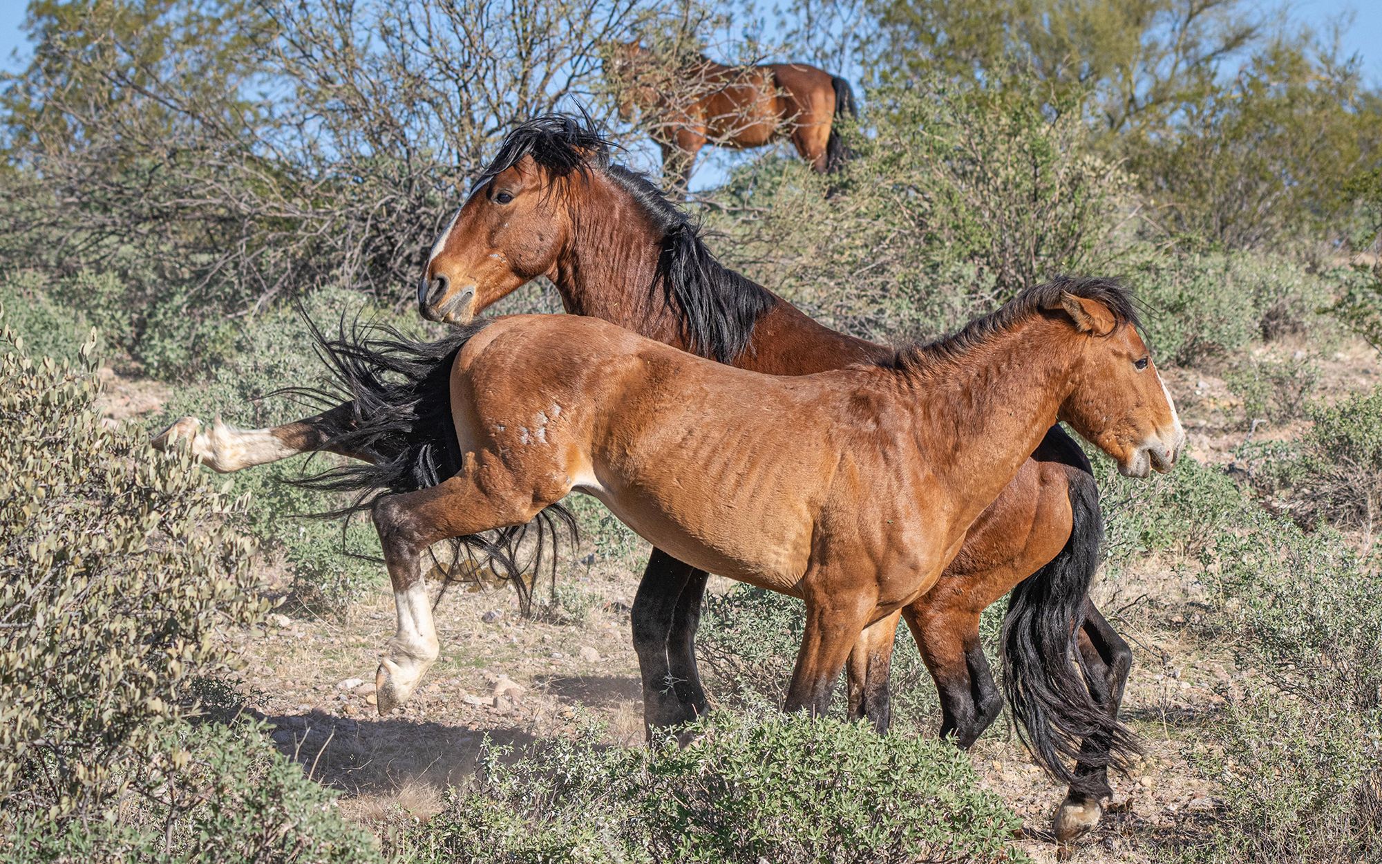 "Mustang z Dzikiej Doliny" na żywo. Konie walczyły niezwykle zażarcie 3