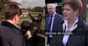 Beata Szydło na wsi: "Krowy za nami patrzą. Chodźmy do osiołka. CZEŚĆ OSIOŁEK!"