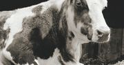 Te zwierzęta mogły zginąć w rzeźni. Zostały uratowane i dożyły starości