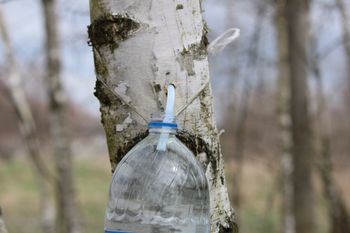 Jak zbierać sok z brzozy? Pamiętaj o tym, bo nie będzie nadawał się do picia