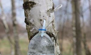 Jak zbierać sok z brzozy? Pamiętaj o tym, bo nie będzie nadawał się do picia