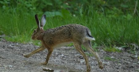 Czy zające śpią z zamkniętymi oczami? Fachowiec zabrał głos