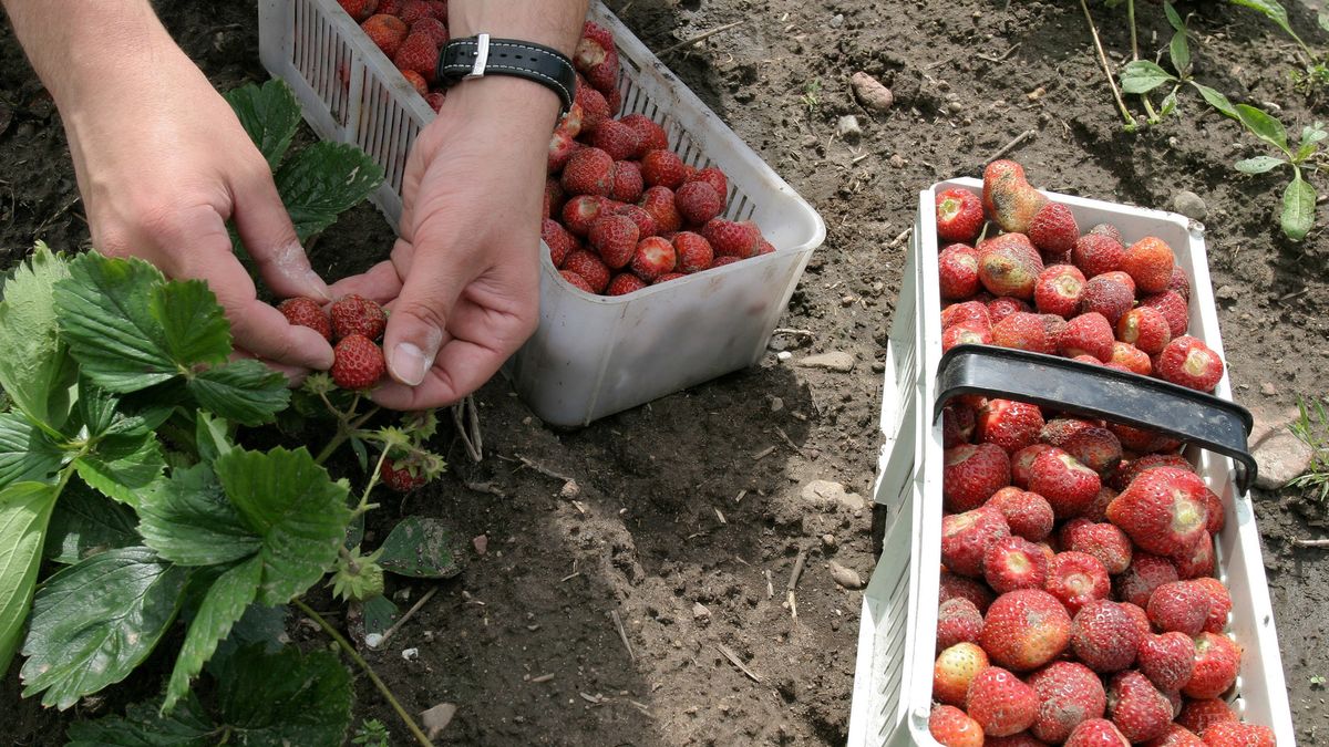 Ile można zarobić na zbiorze truskawek? 