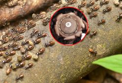 Uwikłane w "spiralę śmierci". Pokazano termity idące na śmierć