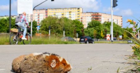Chomik europejski zginął pod kołami roweru w okolicy Górek Czechowskich. Apel działacza na rzeczy ochrony przyrody