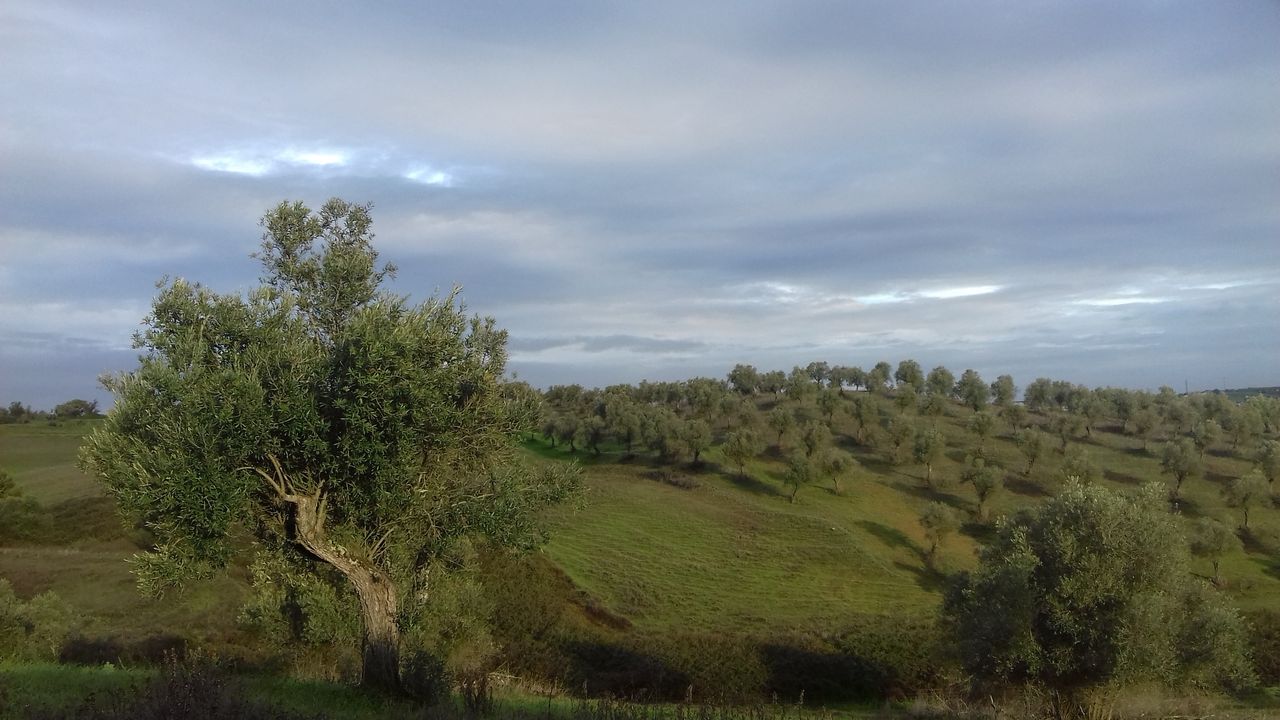 Sielskie krajobrazy Alentejo 