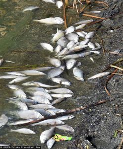 Około 100 tys. martwych ryb wyrzuconych do morza. Francuskie władze wszczynają śledztwo