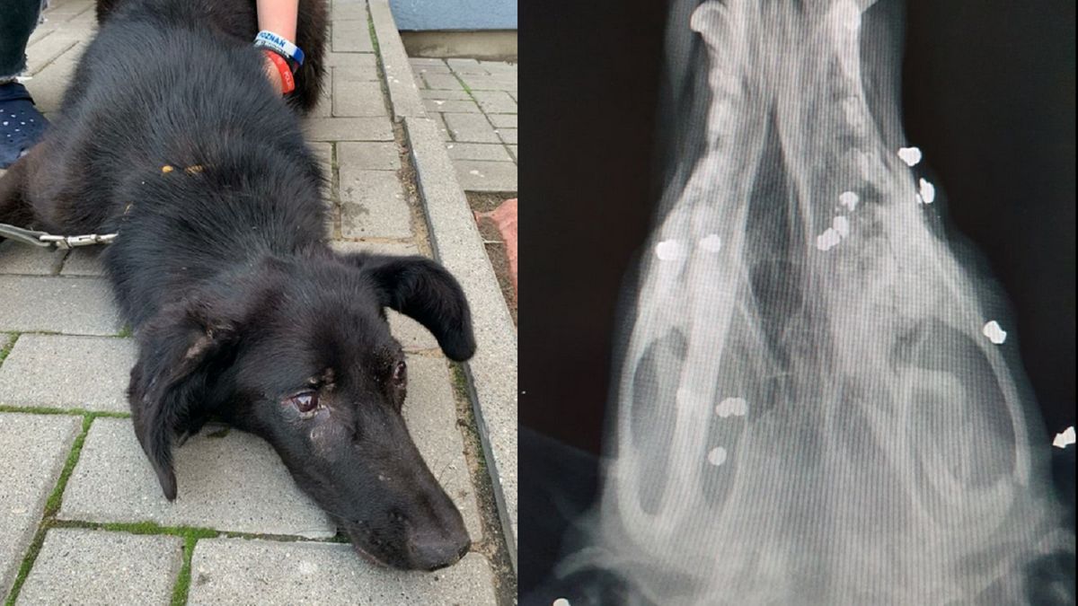 Roczny pies został w bestialski sposób skatowany.