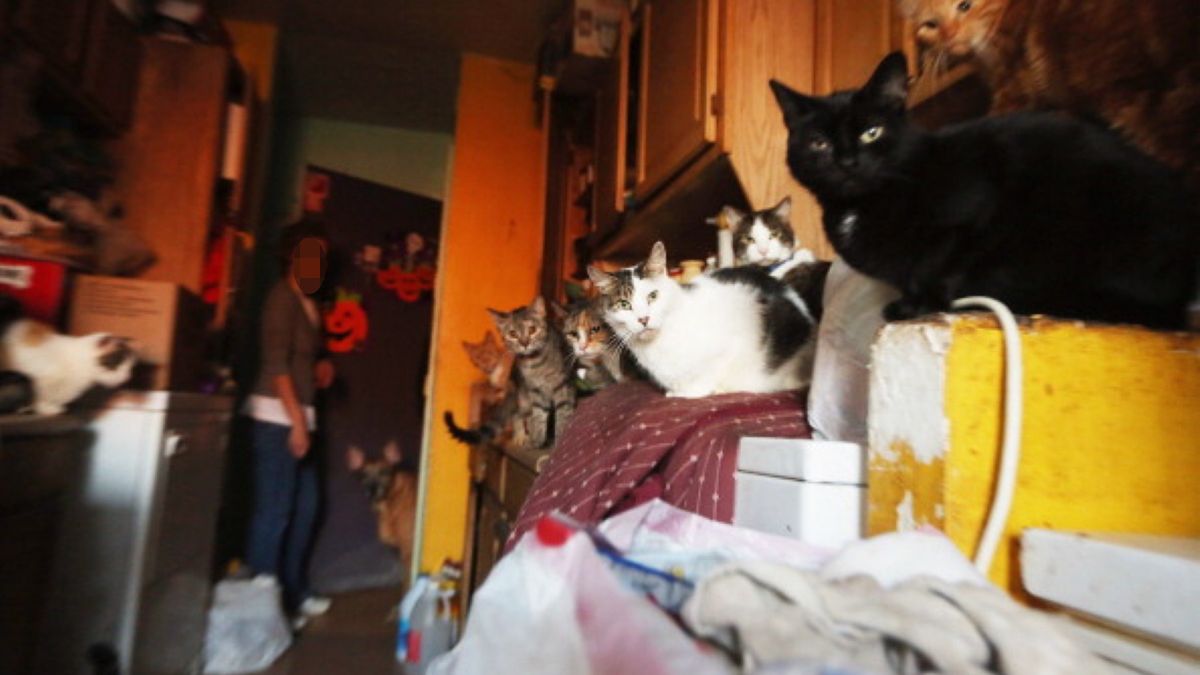 Clara Inés Tobón mieszkała tylko z kotami. Po jej śmierci wygłodzone zwierzęta zaczęły zjadać zwłoki 79-latki
