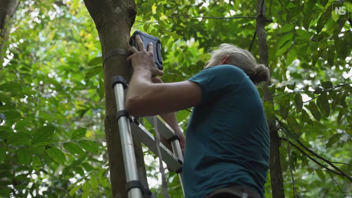Inteligentne pułapki fotograficzne kontra kłusownicy. Ta technologia jest świetna 1