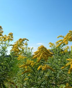 Uważaj na żółtą roślinę. Może być wyjątkowo groźna