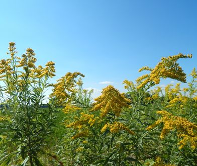 Uważaj na żółtą roślinę. Może być wyjątkowo groźna