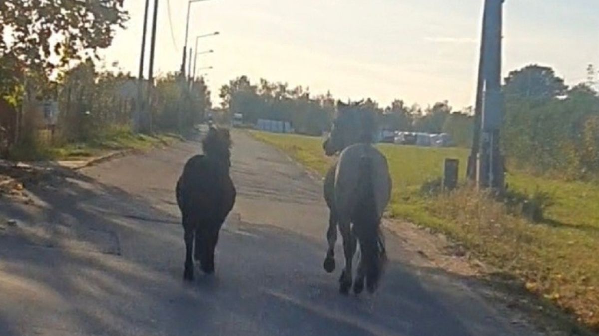 Konie uciekły z zagrody