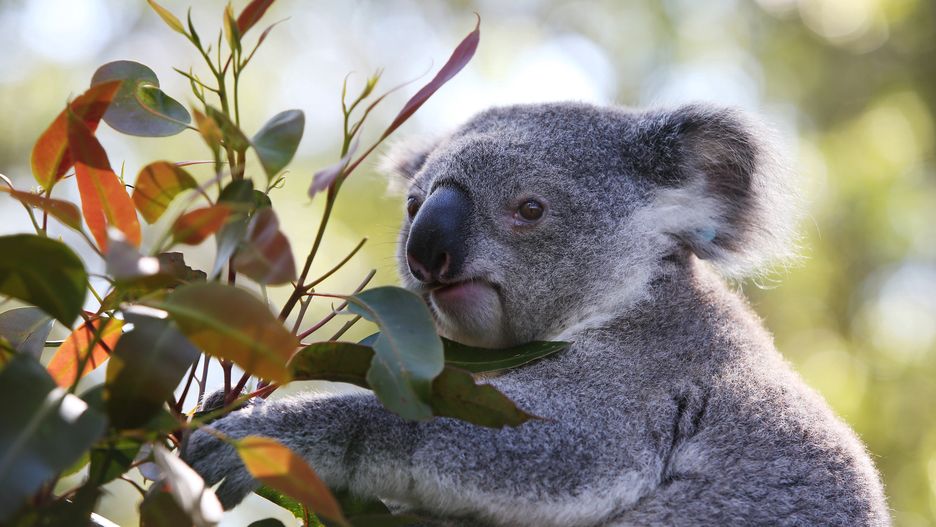 Koala spowodował karambol. Potem siadł za kierownicą