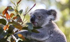 Koala spowodował karambol. Potem siadł za kierownicą