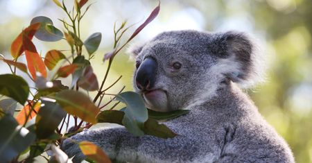 Koala spowodował karambol. Potem siadł za kierownicą