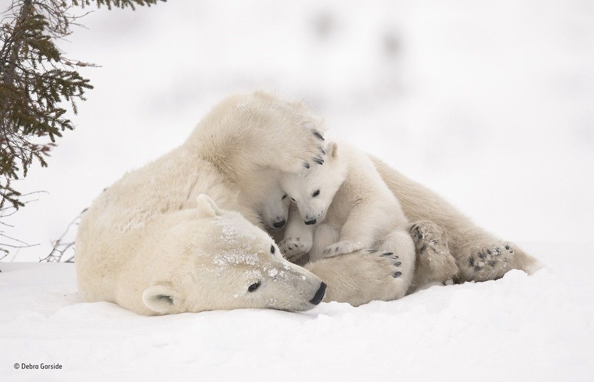 Publiczność wybrała ulubione zdjęcie w konkursie Wildlife Photographer of the Year 4