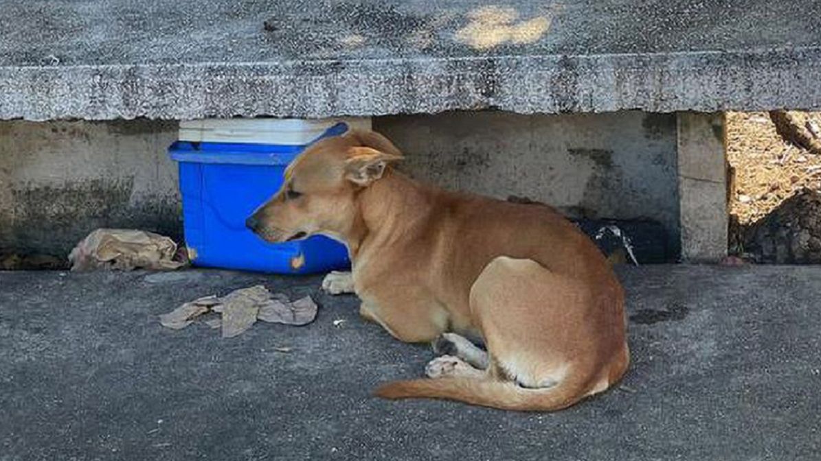 Pies nie chce opuścić miejsca, w którym zmarł jego właściciel.