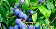 Rozsyp pod śliwą we wrześniu. Gałęzie będą ciężkie od owoców