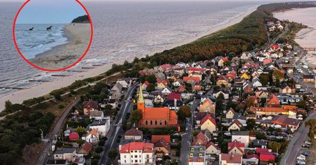 Niezwykli "goście" na plaży. Niedaleko odpoczywali plażowicze