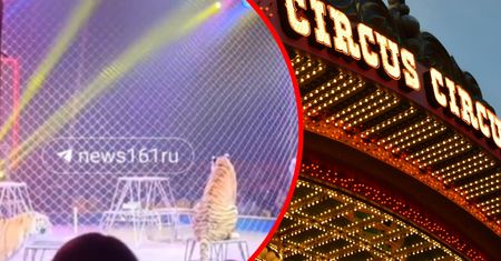 Tygrys uciekł z areny w cyrku w Rosji. Jest nagranie