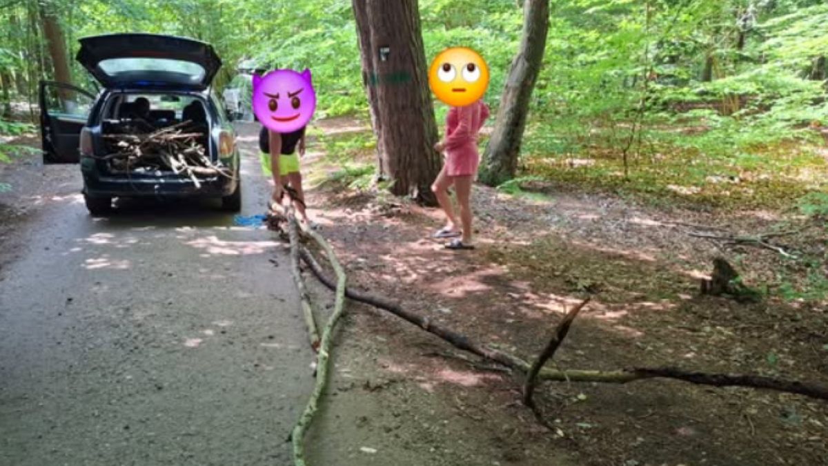 Czy zbieranie gałęzi w lesie jest legalne?
