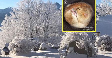 Leśnicy uchwycili rzadki widok. "Niczego piękniejszego dziś już nie zobaczycie!"