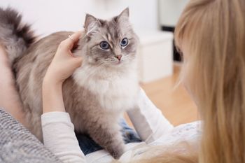 Kot ugniata ciało właściciela? To ważny znak