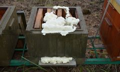 Wielkopolska. Otruli 420 tys. pszczół. Zakleili ule pianką