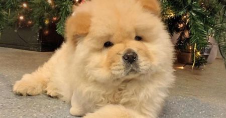 Mały chow-chow stracił łapę. "To przestroga dla innych"
