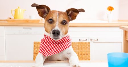 Dieta psa – co podawać, a czego unikać?
