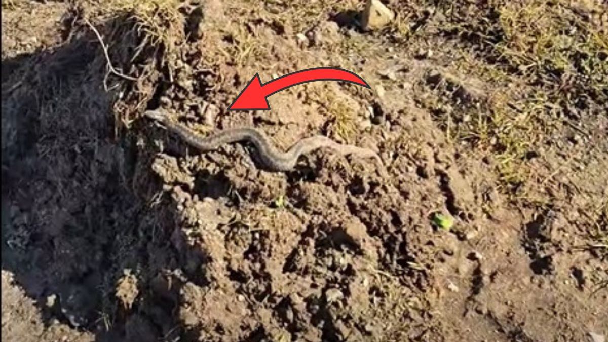 Żmija w lutym? Nagranie zaskoczyło internautów