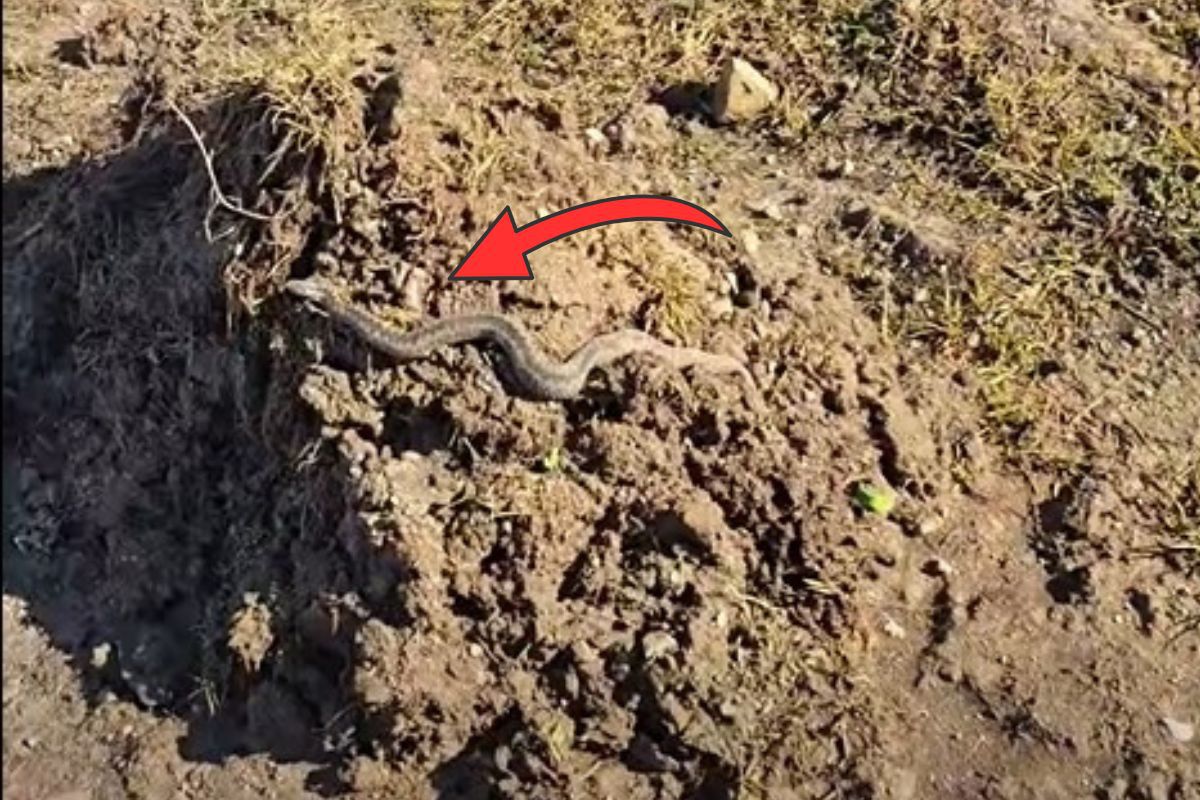 Pojawiła się już w lutym. "Czy to możliwe?" Spójrzcie na nagranie