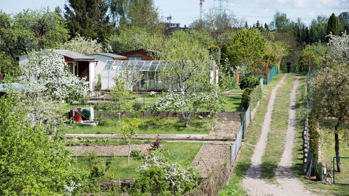 Ogródki działkowe Fot. Wojciech Strozyk/REPORTERWojciech Strozyk/REPORTER