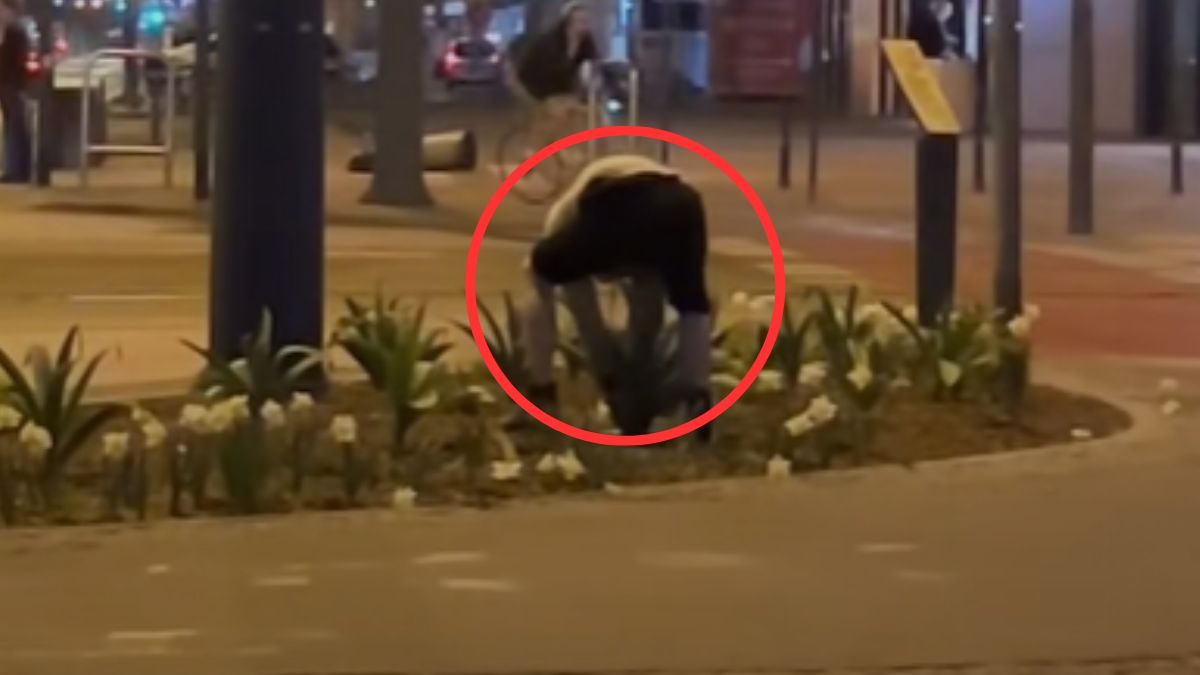 W nocy niszczył kwiatki na ul. Piotrkowskiej w Łodzi.