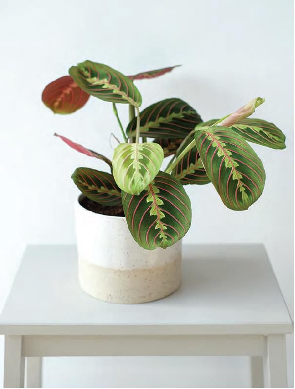 Maranta białounerwiona