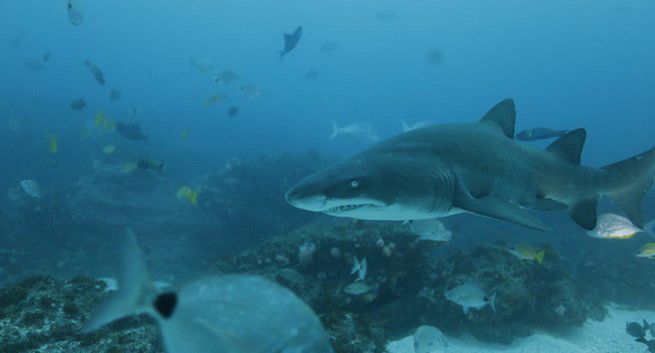 Cykl „Tydzień z rekinami” w Nat Geo Wild
