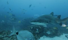 Cykl „Tydzień z rekinami” w Nat Geo Wild