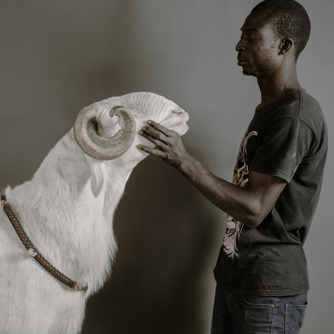 Diallo Młodszy, 23-miesięczny baran ladoumski, mierzący 112 cm w kłębie. Należy on do Ousseynou Thiaroye Fall (29 lat), który prowadzi stado Hann Thiaroye.