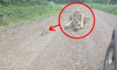 Ważny apel leśników. Pod żadnym pozorem nie wolno tego robić