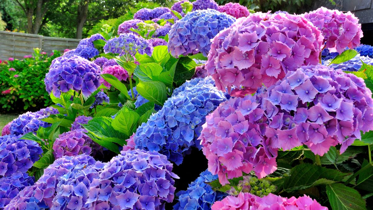 Prawidłowa pielęgnacja hortensji może zapewnić obfite kwitnienie