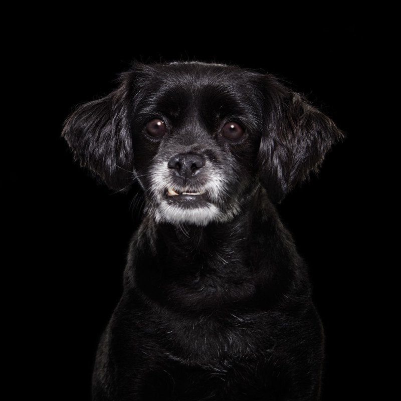 Czarne psiaki też potrzebują miłości. Fotografka stworzyła ten projekt, by pomóc w adopcjach 3