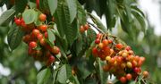 Czereśniowe święto w Arboretum Wojsławice. Spróbuj ponad 200 odmian prosto z drzewa