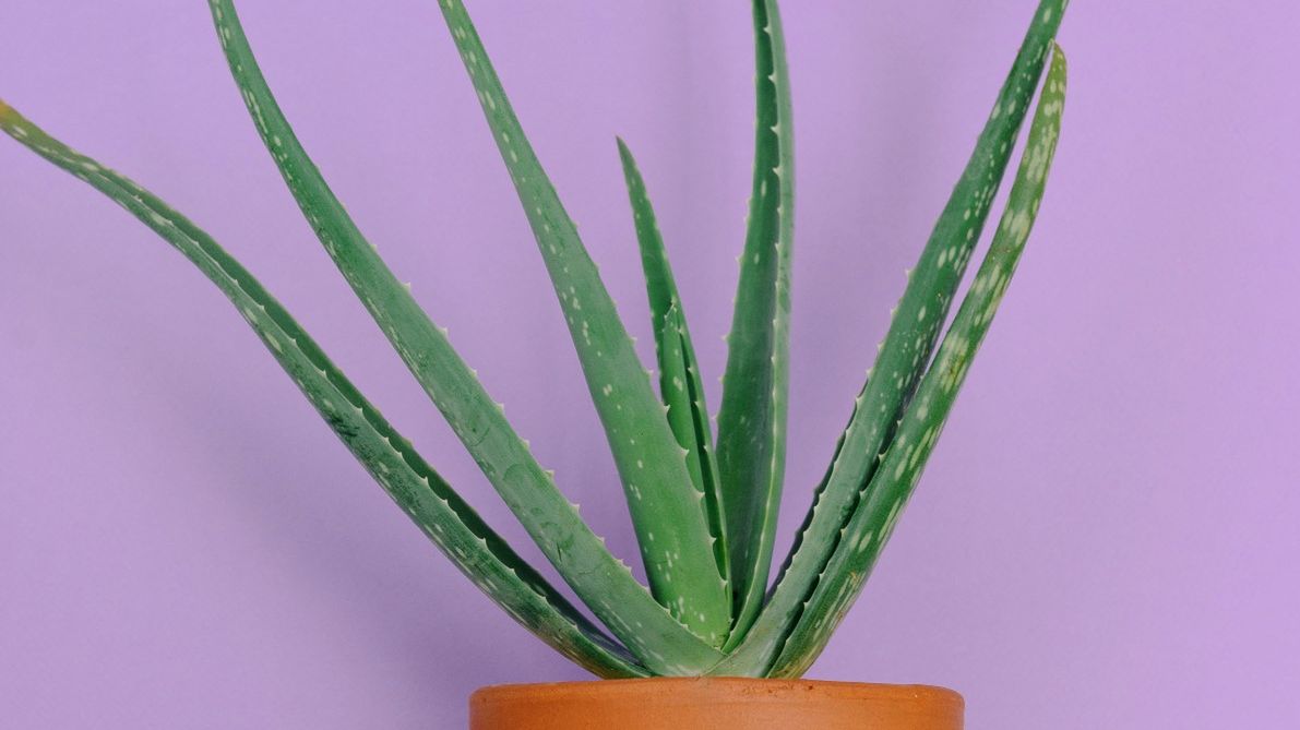 Aloes na odporność można pić zarówno profilaktycznie, jak i w celach leczniczych.