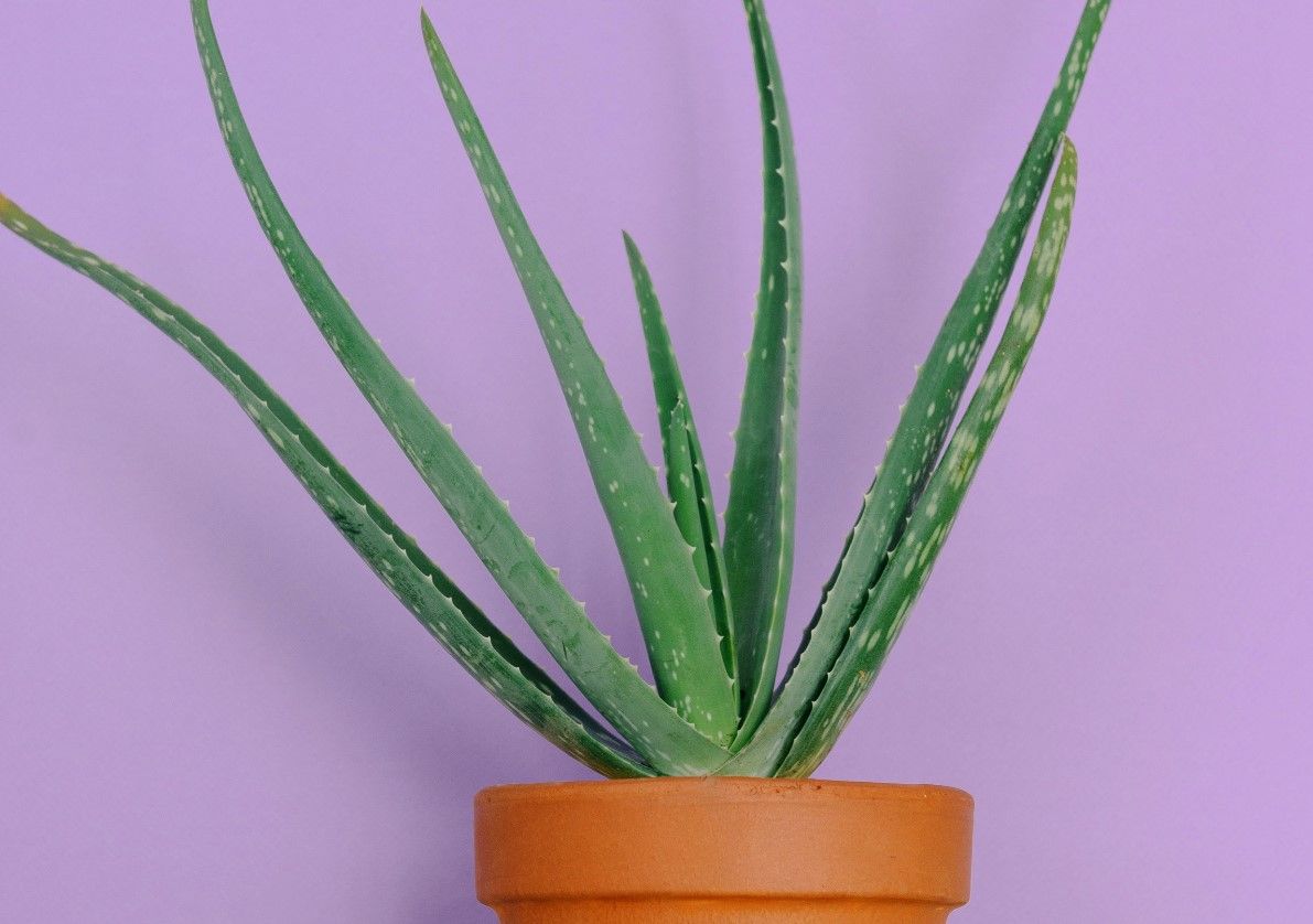 Aloes na odporno  jak stosowa i dlaczego warto?