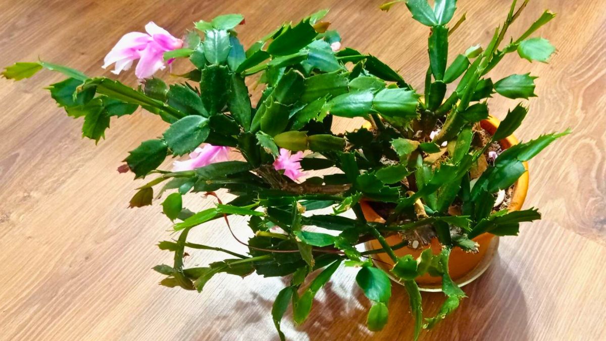 Dzięki tej jednej rzeczy grudnik zakwitnie 